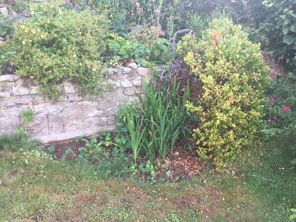 Pruning, Worle small flower bed